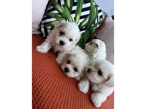 Kar beyazı terrier yavrularımız