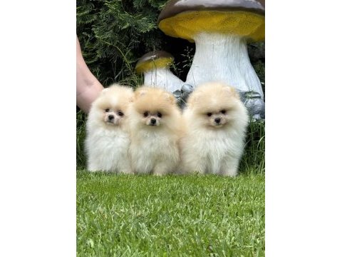 Sçr belgeli show kalite pomeranian yavrularımız