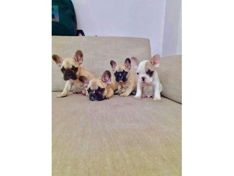 French bulldog yavruları