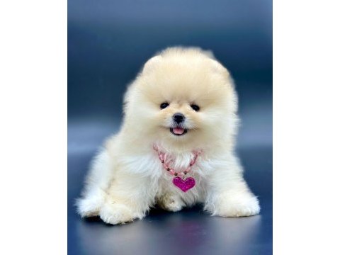 Safkan pomeranian boo bebekler