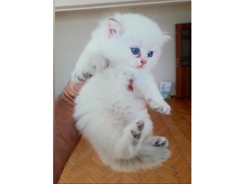 En güzelleri british longhair