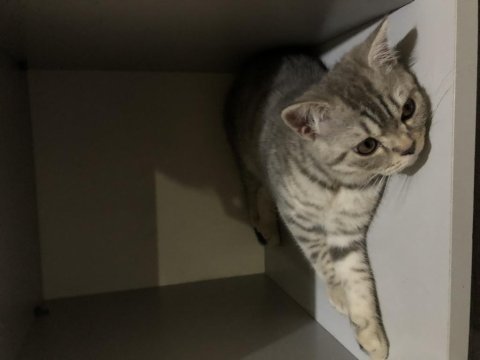 Acil yuva british shorthair