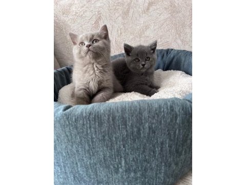 British shorthair yavrular