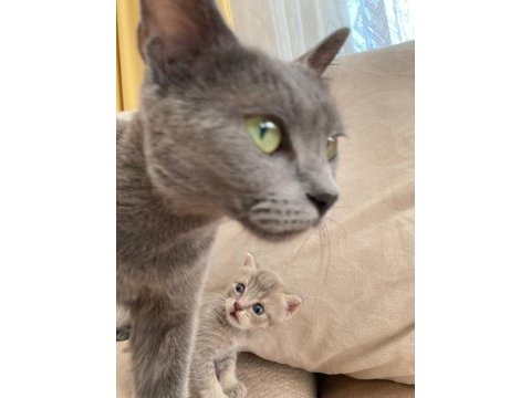 British shorthair kedimize ömürlük yuva arıyoruz