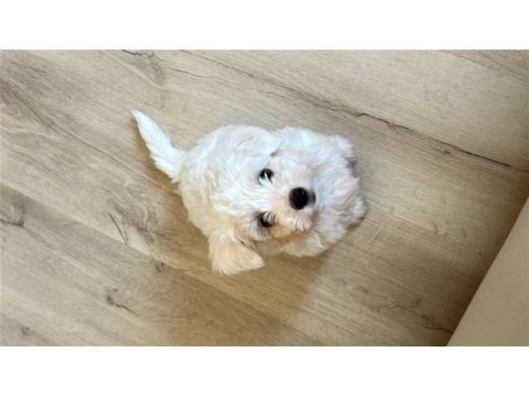 Köpeğimize iyi bir yuva arıyoruz