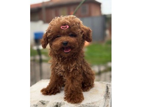 Orjinal ırk garantili toy poodle 