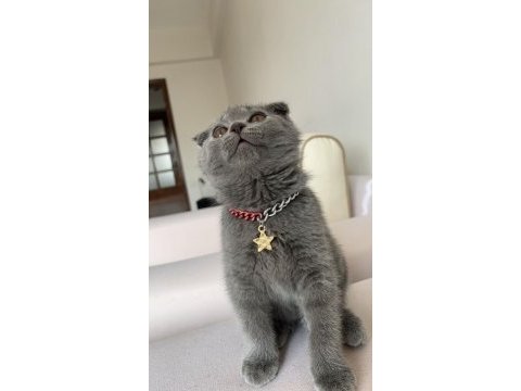 Scottish fold 4 aylık