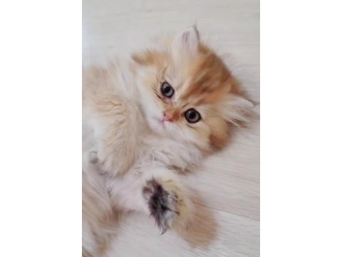 British longhair dişi ve erkek yavrularımız