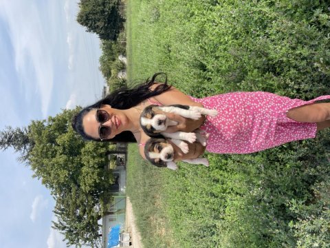 Beagle yavrularım sağlık ve garantilidir