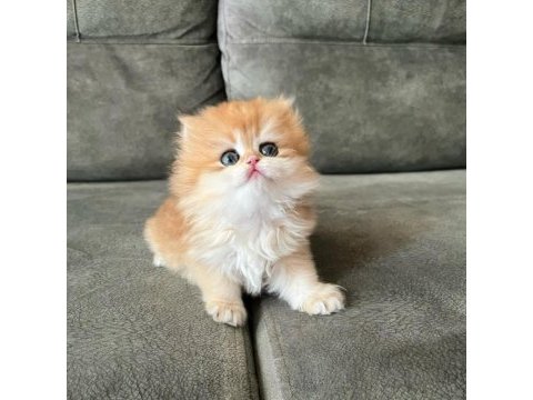 İpeksi tüylü golden british longhair 