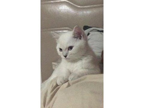 Dünya tatlısı british shorthair