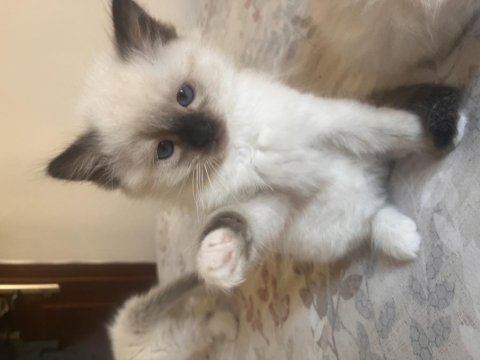 Safkan ragdoll yavrular