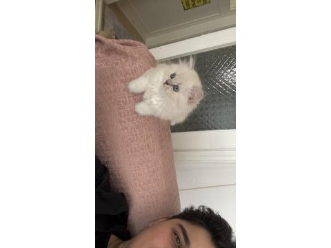 1 buçuk aylık kedimiz tuvalet eğitimi tamamlandı emmiyor