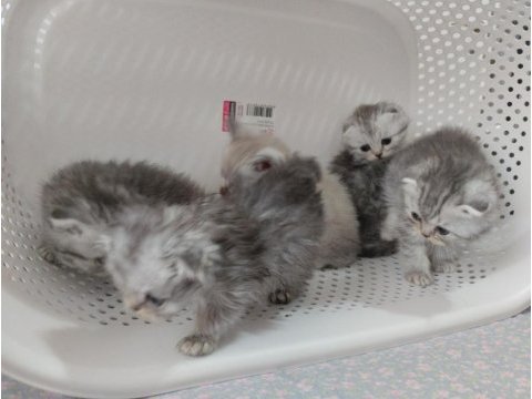 Harika scottish fold yavrular