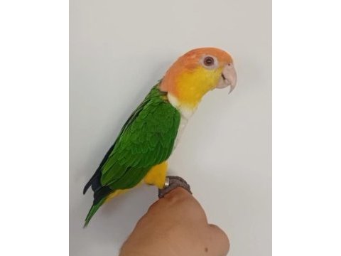 1 yaşında el besleme büyütülmüş caique