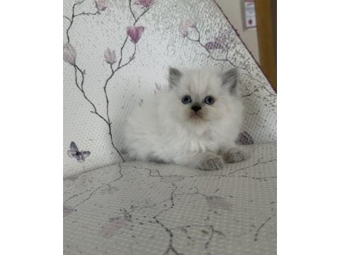 Kar topu yumoş british bebek