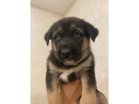 Husky alman kurdu kırması