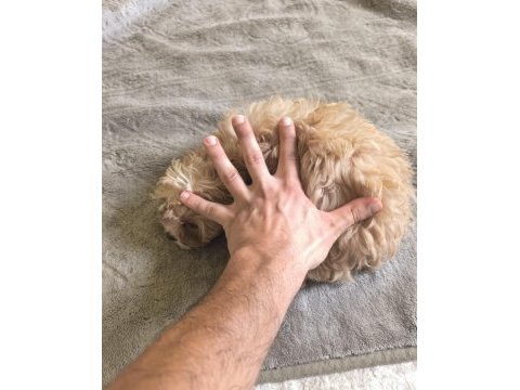 Avuç içi kadar maltipoo mutluluk