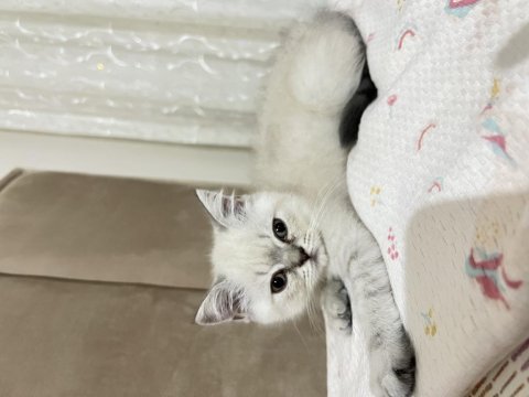 3 aylık yavru british shorthair kedimiz