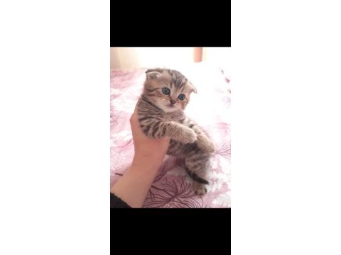 Rezerveye açık yavrularım british shorthair