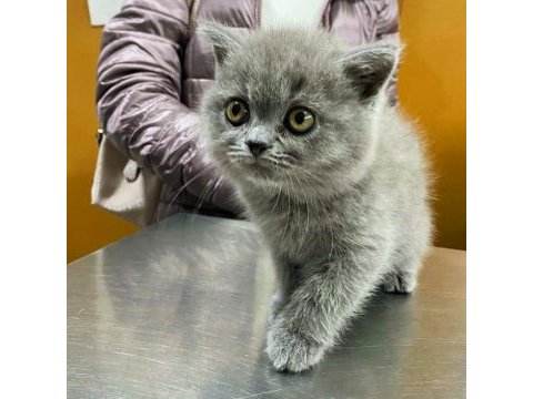 British shorthair yavruları