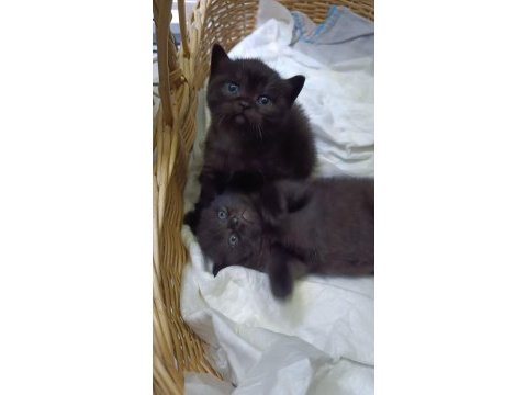 Acil sahiplendirme anne ve yavruları british shorthair