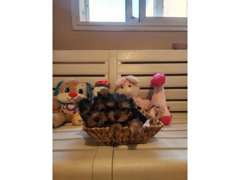 Orjinal tea cup küt burun dişi ve erkek yavru köpekler