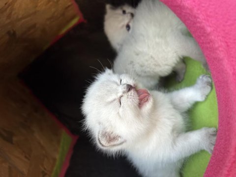 Saf british shorthair yavrularımız