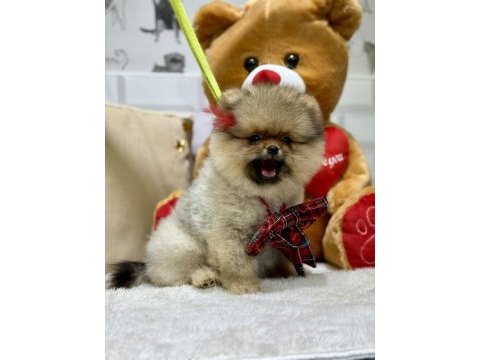 Show class pomeranian boo ayıcık kızımız