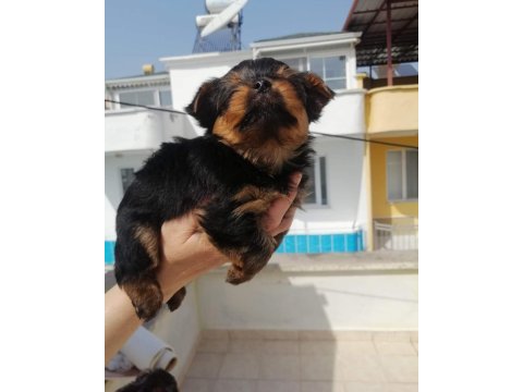 Yorkshire terrier
