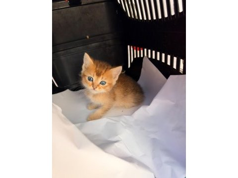 Golden british shorthair yavrusu