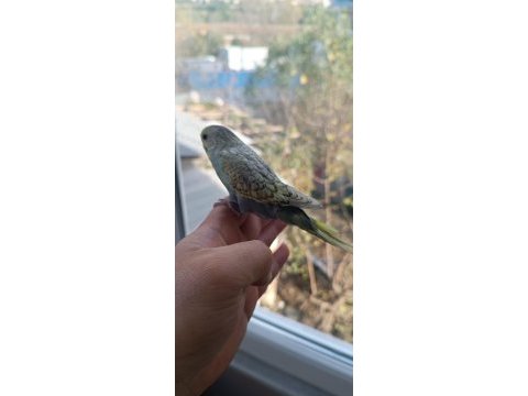 Yeni yeme düşmüş muhabbet kuşu yavrular