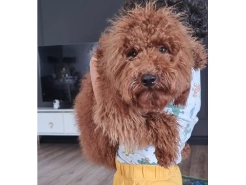 2 yaşında erkek toy poodle