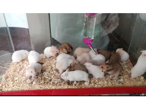 Renk renk yavru hamsterler
