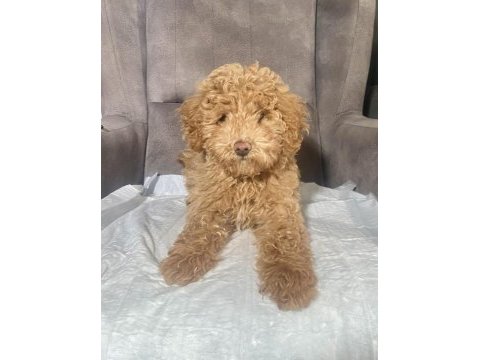 1 no erkek maltıpoo oğlumuz