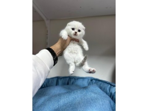 Scottish fold ayı surat yavrumuz