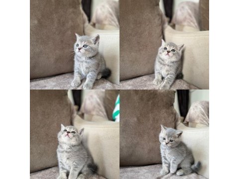Silver british shorthair disi