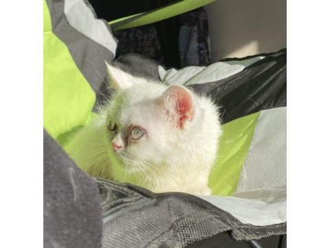 British shorthair erkek yavru
