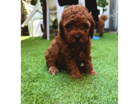 Redbrown toy poodle yavrularımız