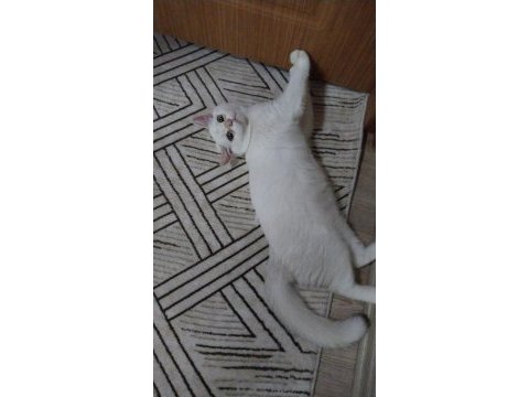Yavru british shorthair kedilerimize sıcak bir yuva arıyoruz