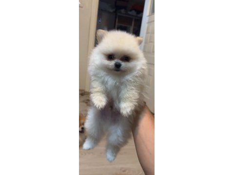 Pomeranıan boo ayı surat