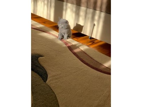 Safkan british shorthair