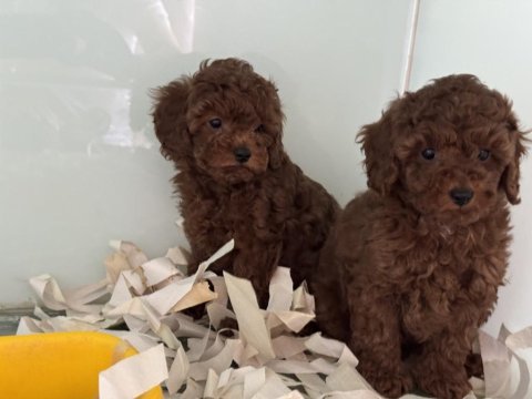 Çok özel çikolata toy poodle yavrularımız