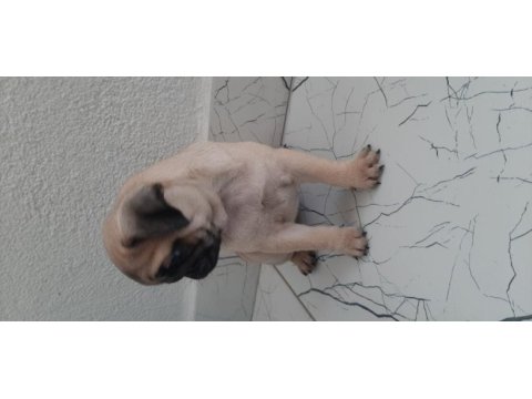 Pug bebekleri