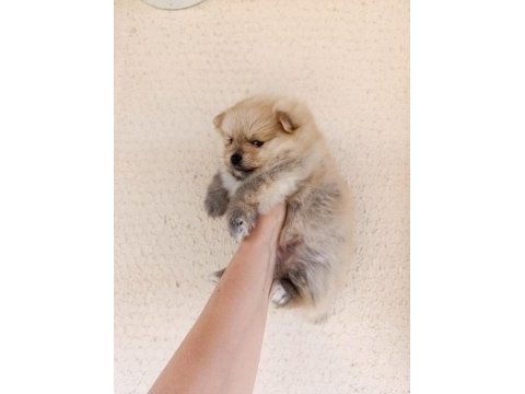 Erkek dişi pomeranian yavrular