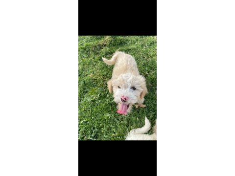 Maltipoo bebek köpekler