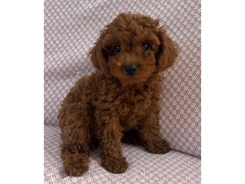Minik kore poodle