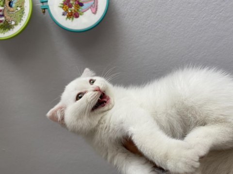 Scottish fold dişi