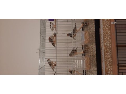 7 takım zebra ispinozu ve 2 yavruları