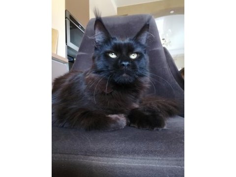 Siyah rengi dişi maine coon